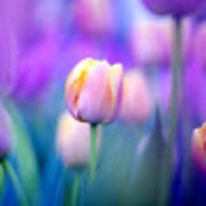 Meet your Posher, Maryrose_